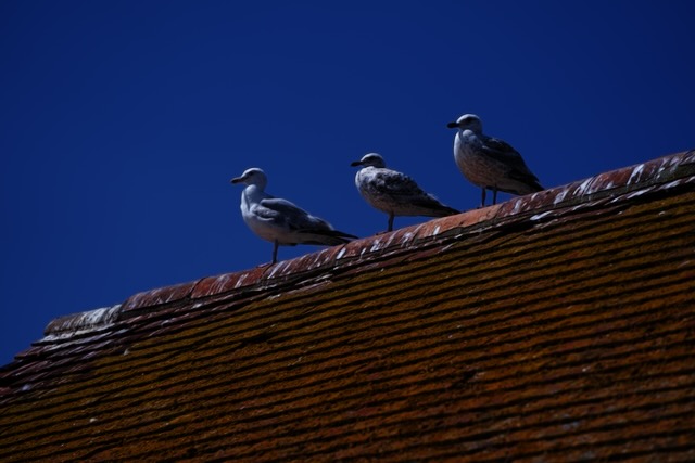 Waiting for a meal sat atop an aged roof.