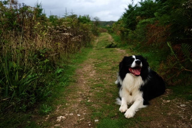 My favourite model poses on grass.
