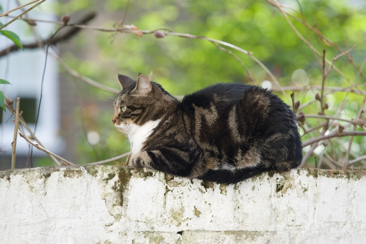 Dawkins bifurcates the man-made from the rest.