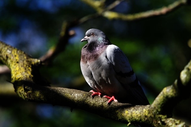 With a zoom lens you can begin to make out the impressive colours and complex shapes that cover pigeons. What Central London does to them hints at the problems made concrete by our cities.
