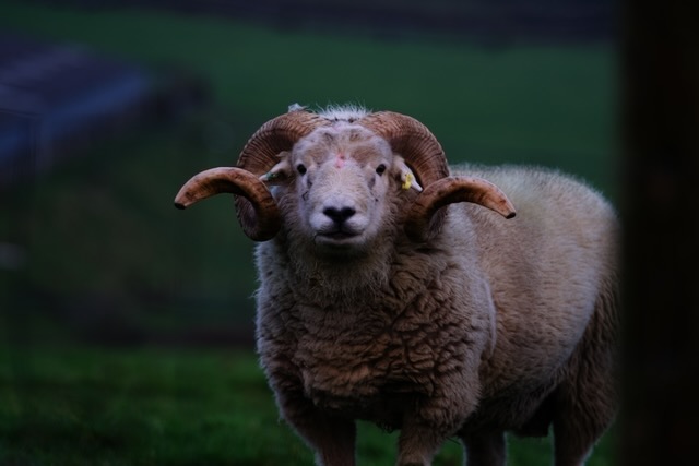 A single sheep watches on as we drive past his home.