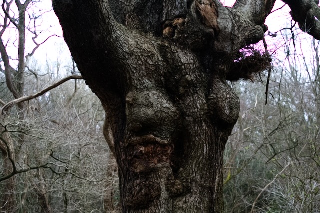 A gnarled tree that's been on this earth longer than me. It almost looks like it's laughing at a joke I'm too tiny to appreciate.