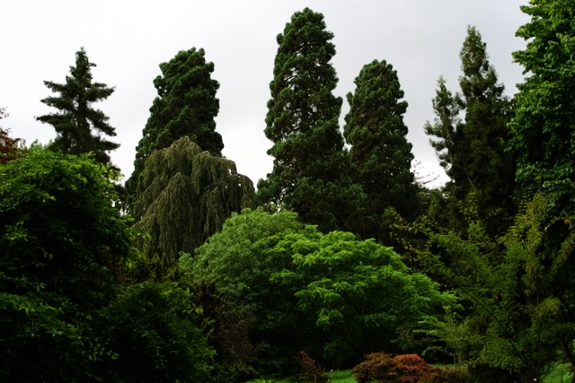 A towering forest of trees.